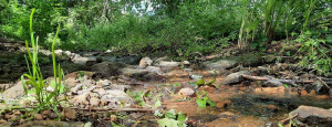 Source de Sepvret.jpg